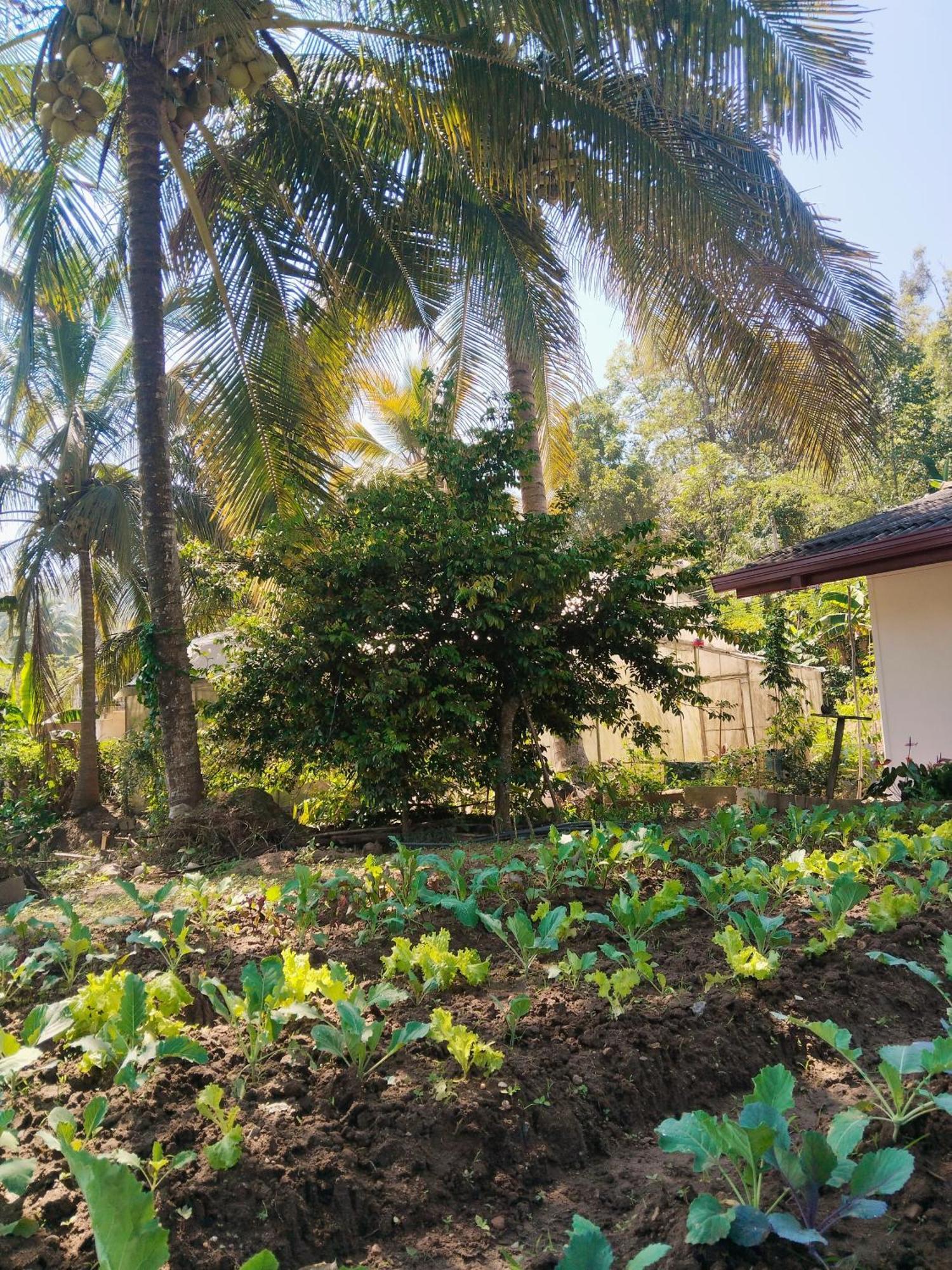 Ella Nature Valley Homestay Exterior foto